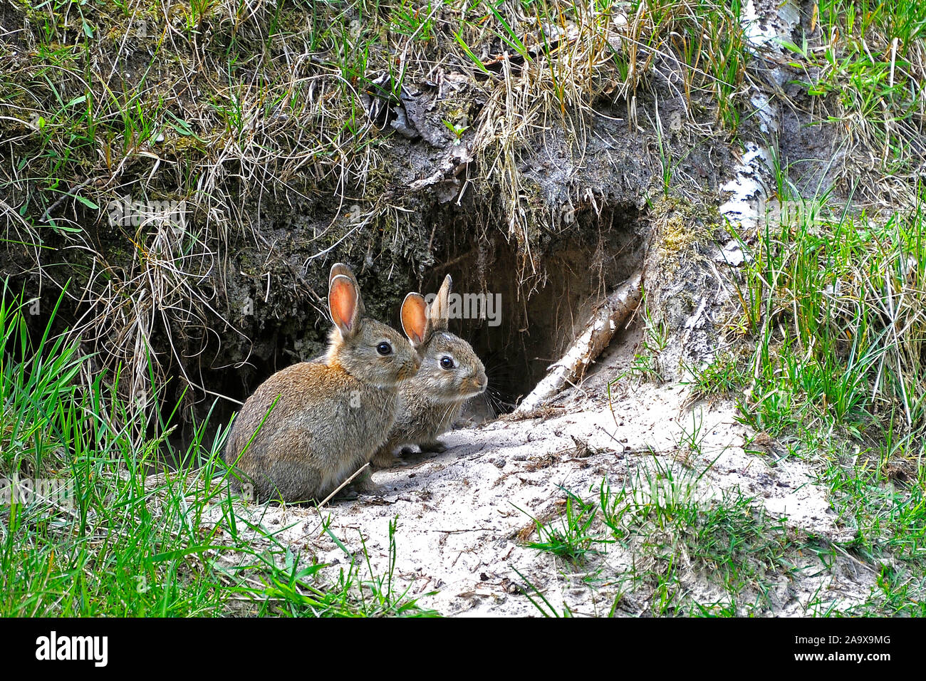 Zwei Wildkaninchen vor Kaninchenbau, Oryctolagus cuniculus Stock Photo