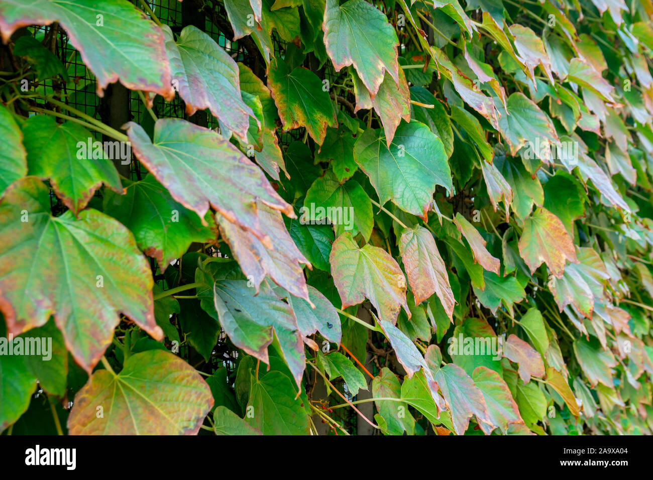 View of house facade covered by overgrown creeper plant. Nature Stock