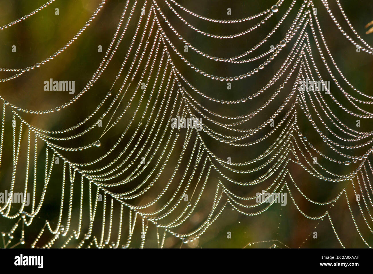 Spinnennetz mit Tautropfen Stock Photo