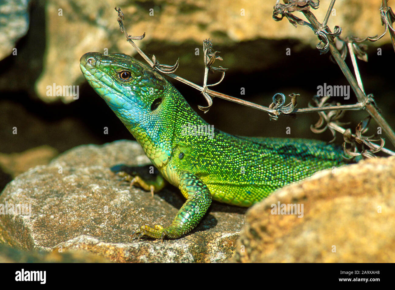 westliche Smaragdeidechse, Lacerta bilineata, Stock Photo