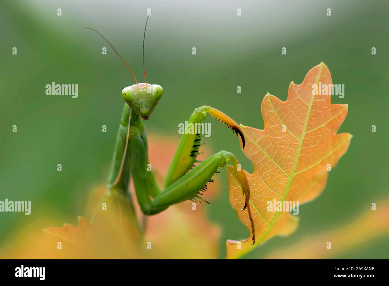 Gottesanbeterin klettert am Adt mit Flechten, (Mantis religosa) Stock Photo