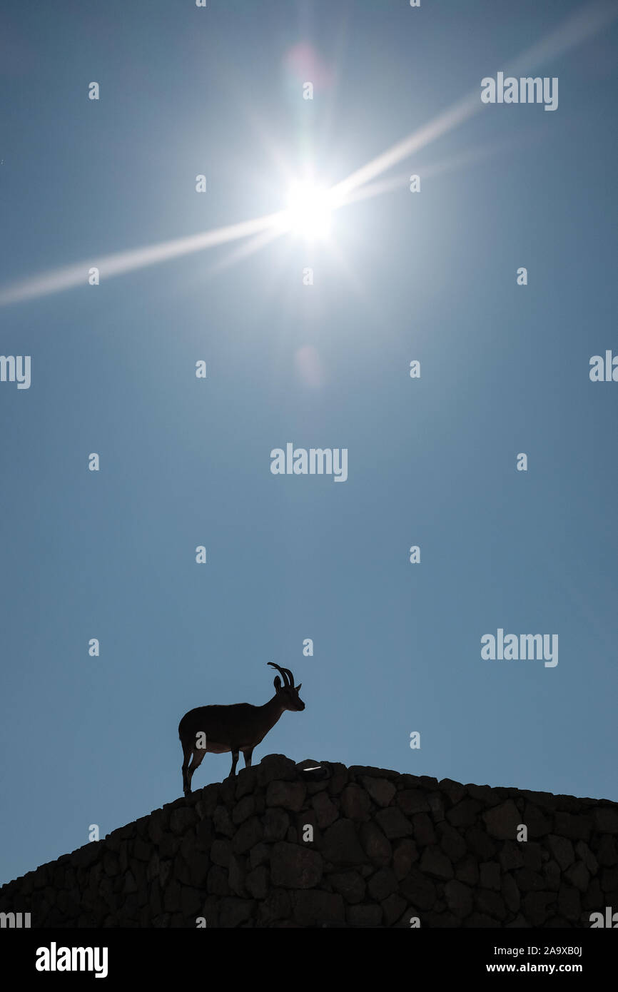Mitspe Ramon, Israel. 17th November, 2019. A Nubian Ibex stands on a stone structure at the Beresheet Hotel in Israel's southern town of Mitspe Ramon in the midst of the Negev Desert. Credit: Nir Alon/Alamy Live News. Stock Photo