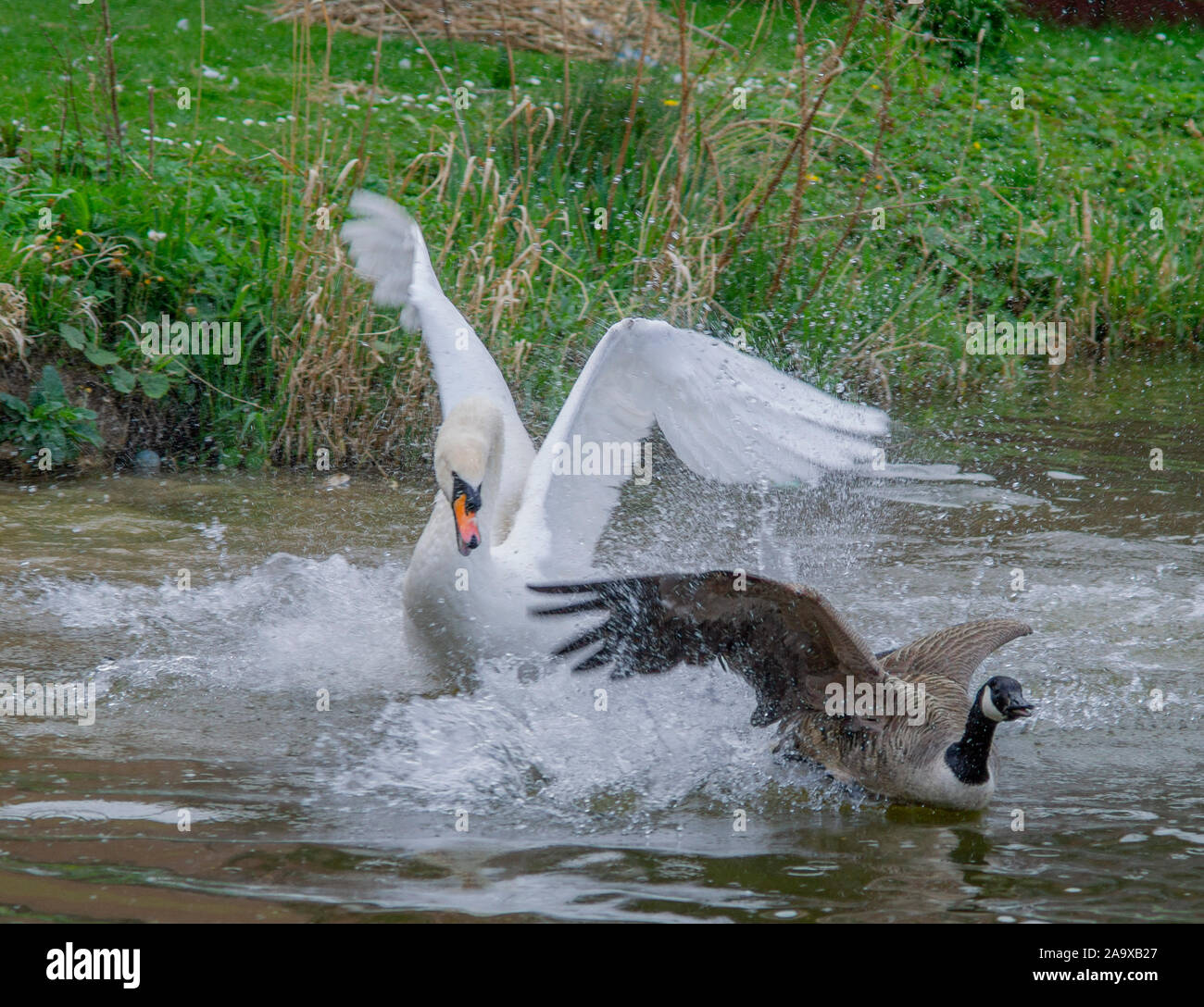 Swan attacks goose Stock Photo