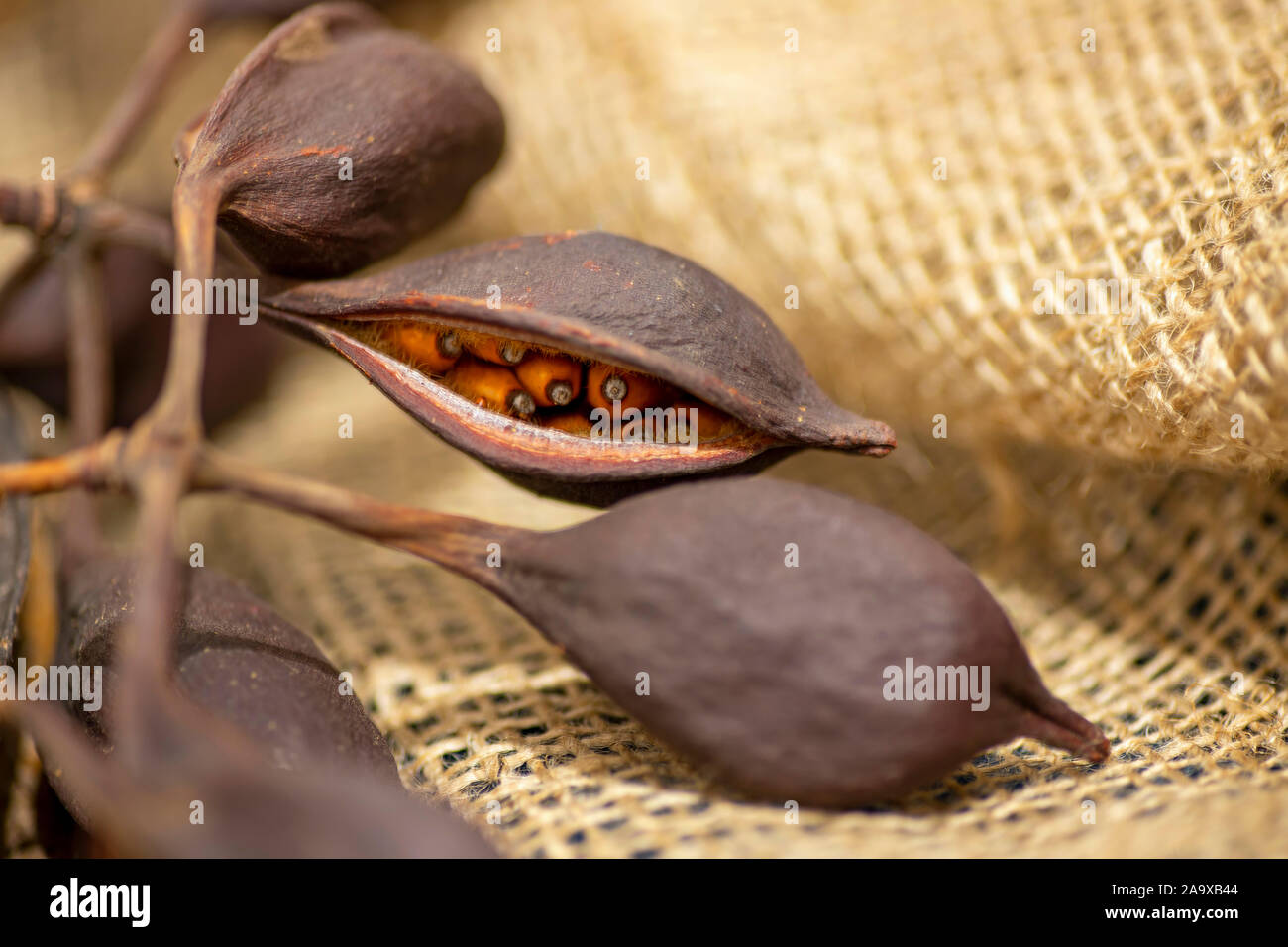 Bottle tree Brachychiton populneus brown seeds closeup on a blurred background Stock Photo Alamy