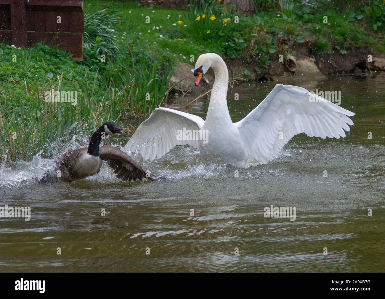 Swan attacks goose Stock Photo