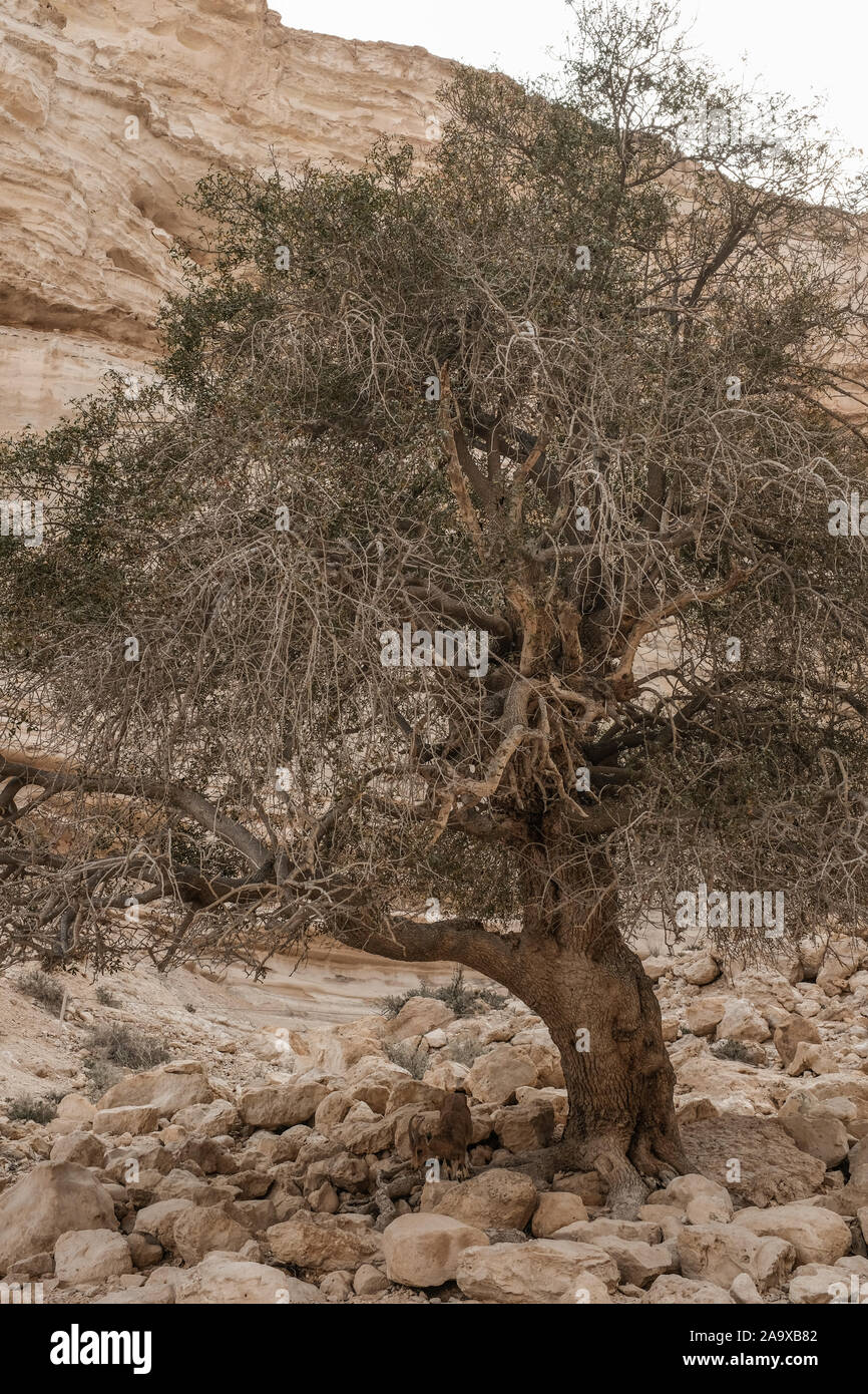 Ein Avdat National Park, Israel. 15th November, 2019. A Nubian Ibex grazes below a tree in the Tzin River at Ein Avdat National Park, a natural oasis in Israel's Negev Desert. Credit: Nir Alon/Alamy Live News. Stock Photo