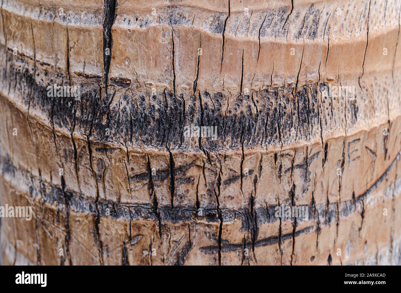 Close up of palm tree trunk for texture or background Stock Photo - Alamy