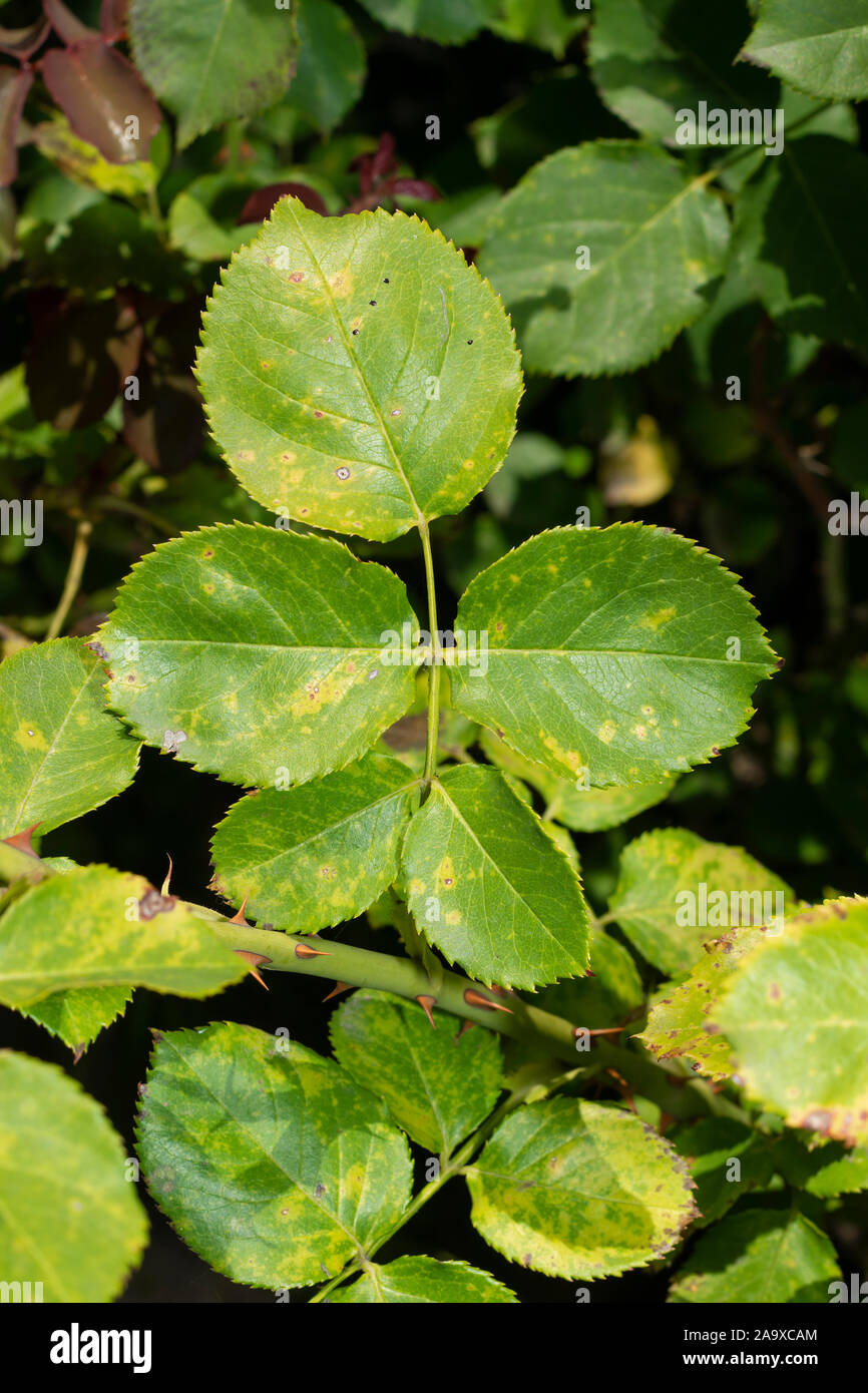 sick rose bushes and leaves. Protection against diseases in garden