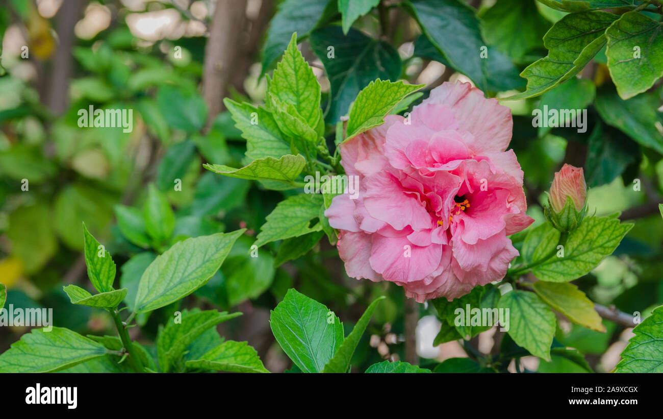 Hibiscus Syriacus Ardens or Deciduous Hibiscus with bud and green leaves , pink flowering plants growing in subtropical and tropical regions in the wo Stock Photo