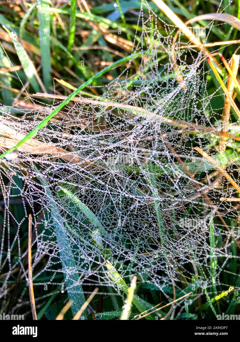 Ground spider with web wet hires stock photography and images Alamy