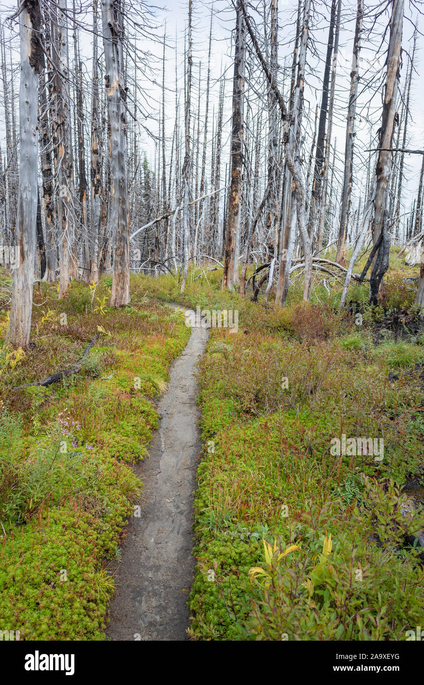 View of the Pacific Crest Trail through wildfire damaged subalpine