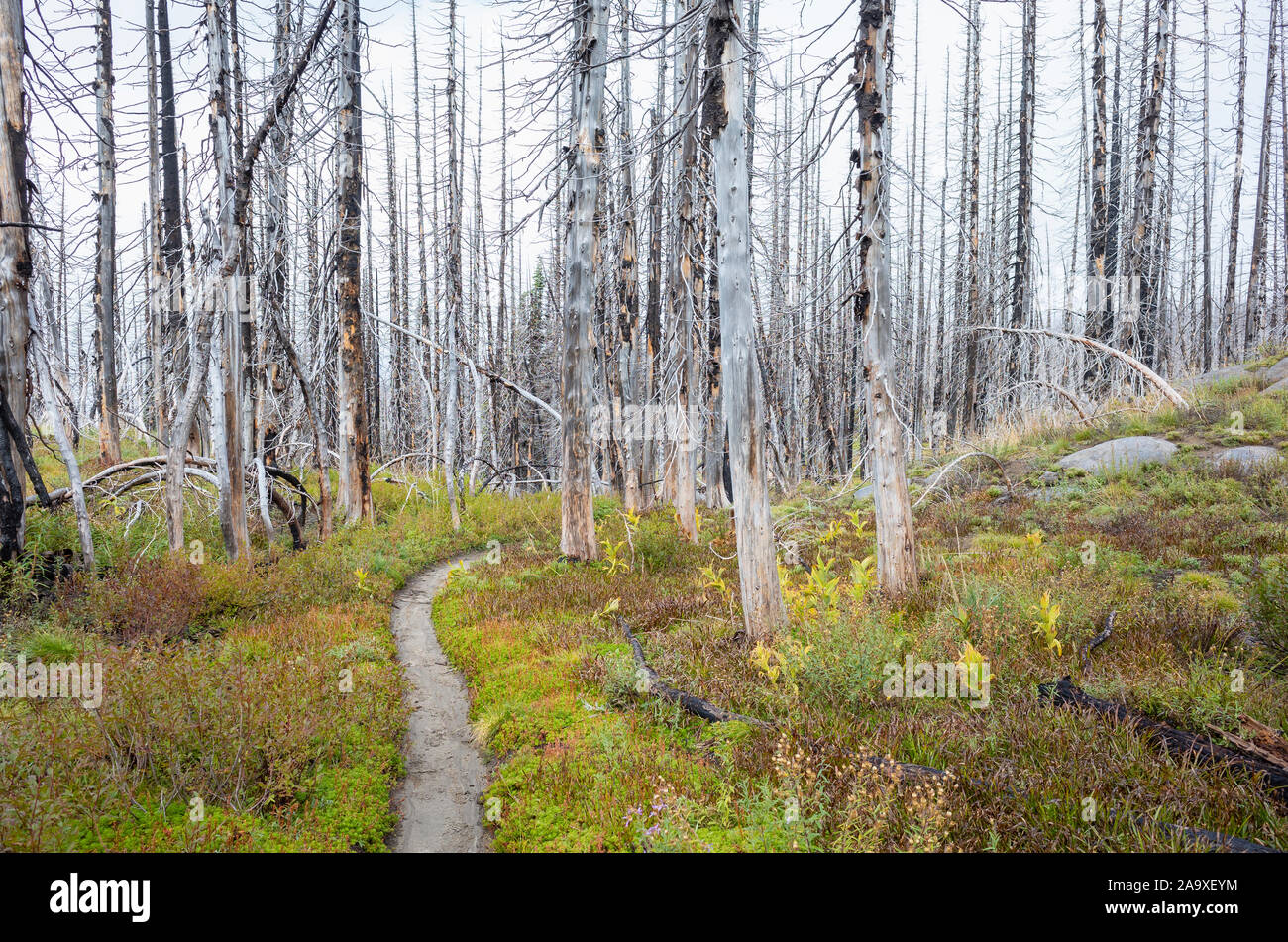 View of the Pacific Crest Trail through wildfire damaged subalpine