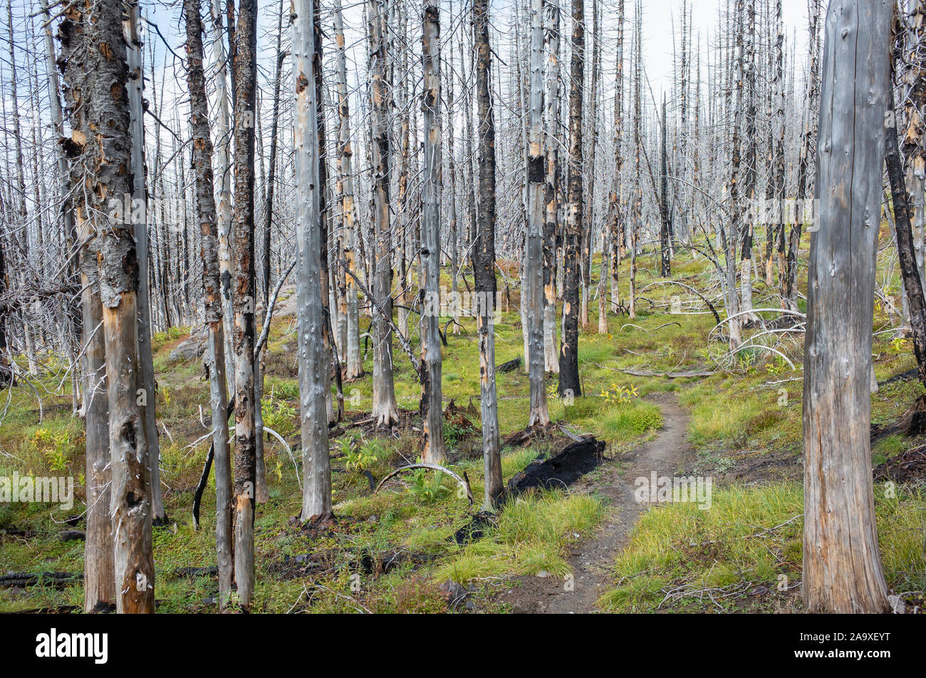 View of the Pacific Crest Trail through wildfire damaged subalpine