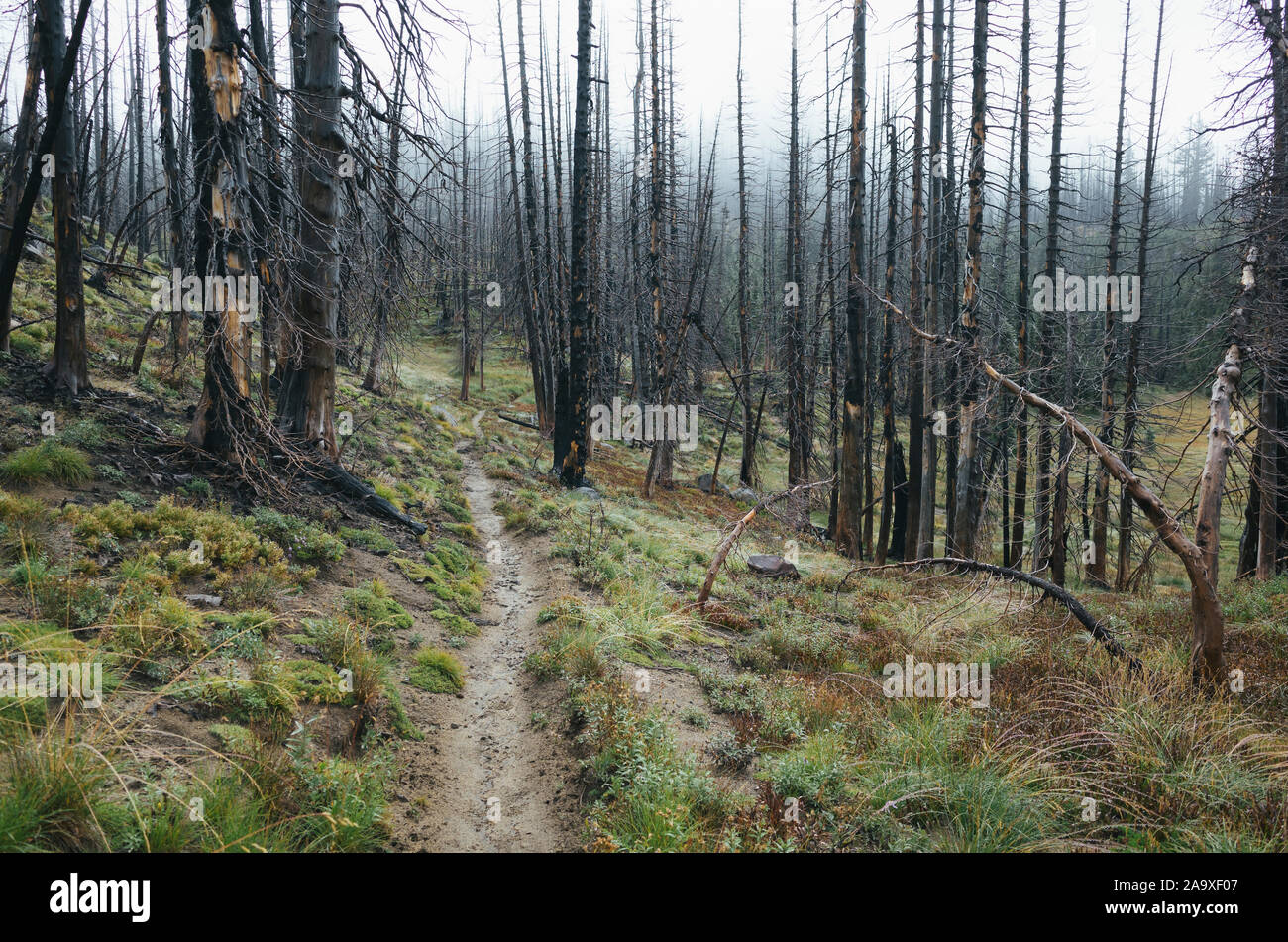View of the Pacific Crest Trail through wildfire damaged subalpine