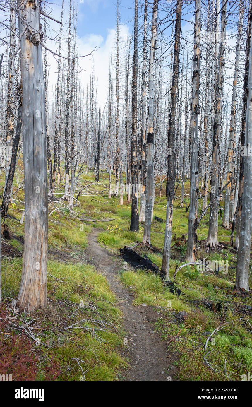 View of the Pacific Crest Trail through wildfire damaged subalpine