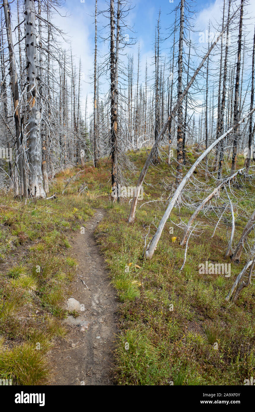 View of the Pacific Crest Trail through wildfire damaged subalpine