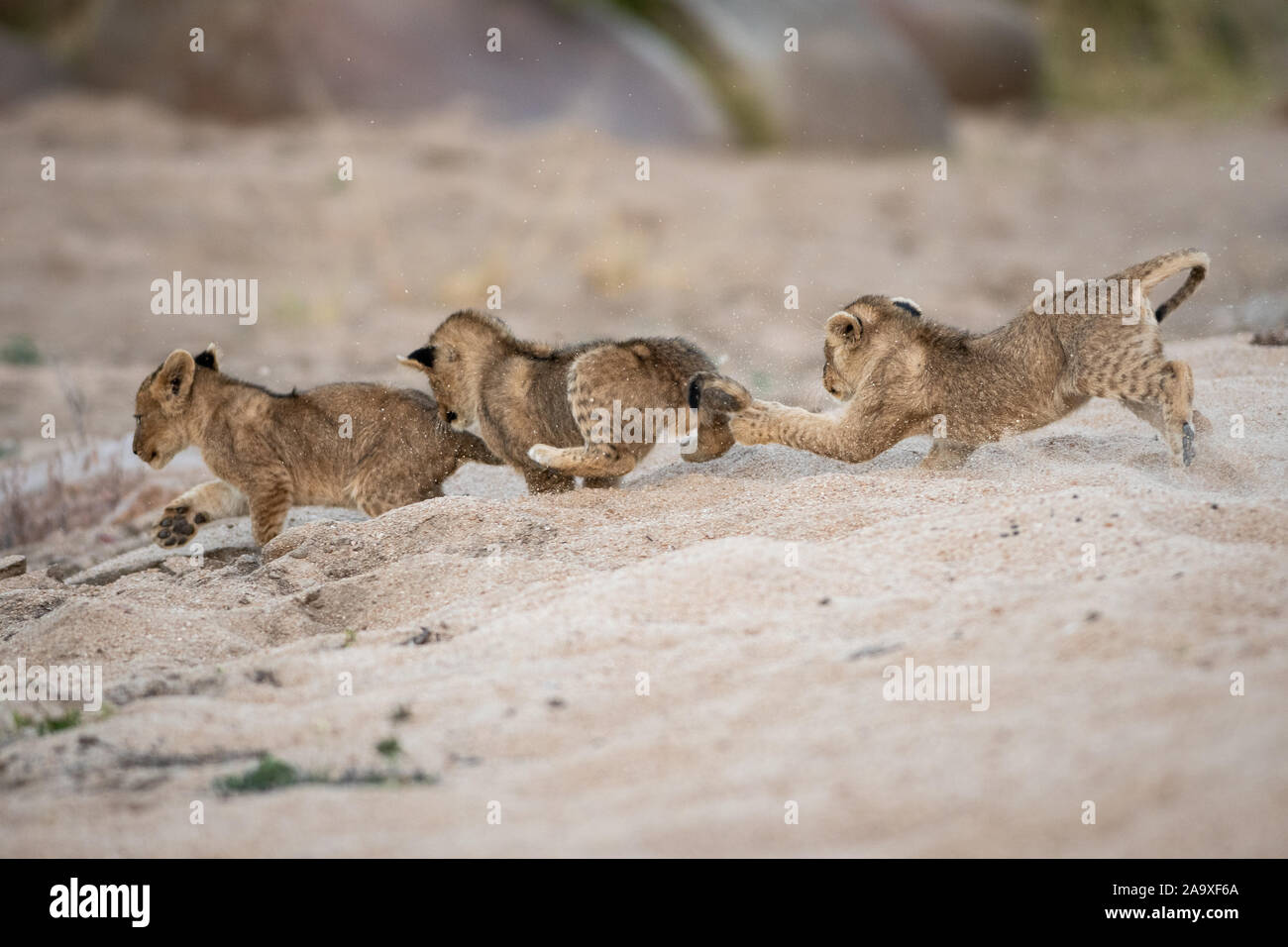 Three lion cubs, Panthera leo, play and chase each other in sand. Stock Photo