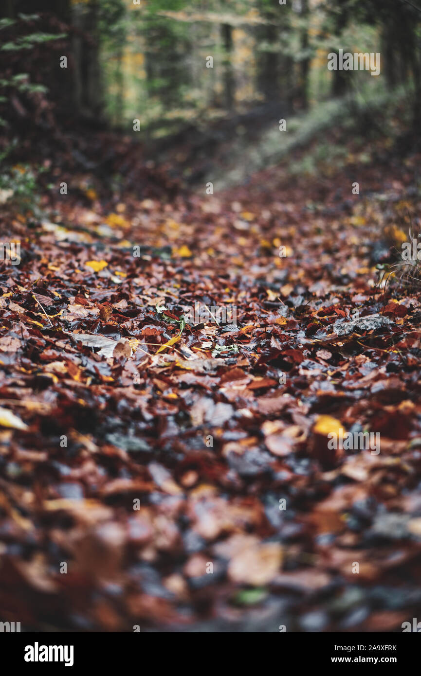 Autumn leaves in the forest Stock Photo - Alamy