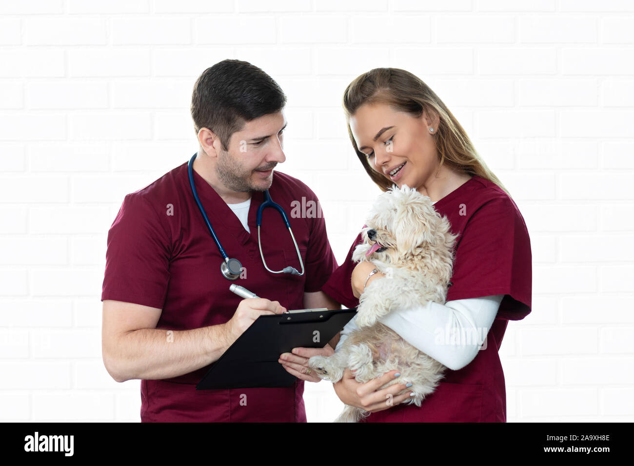 Little bichon dog sitting calm during vet examination – smiling veterinarian consulting pet patient inside veterinary clinic – nurse cuddling puppy Stock Photo