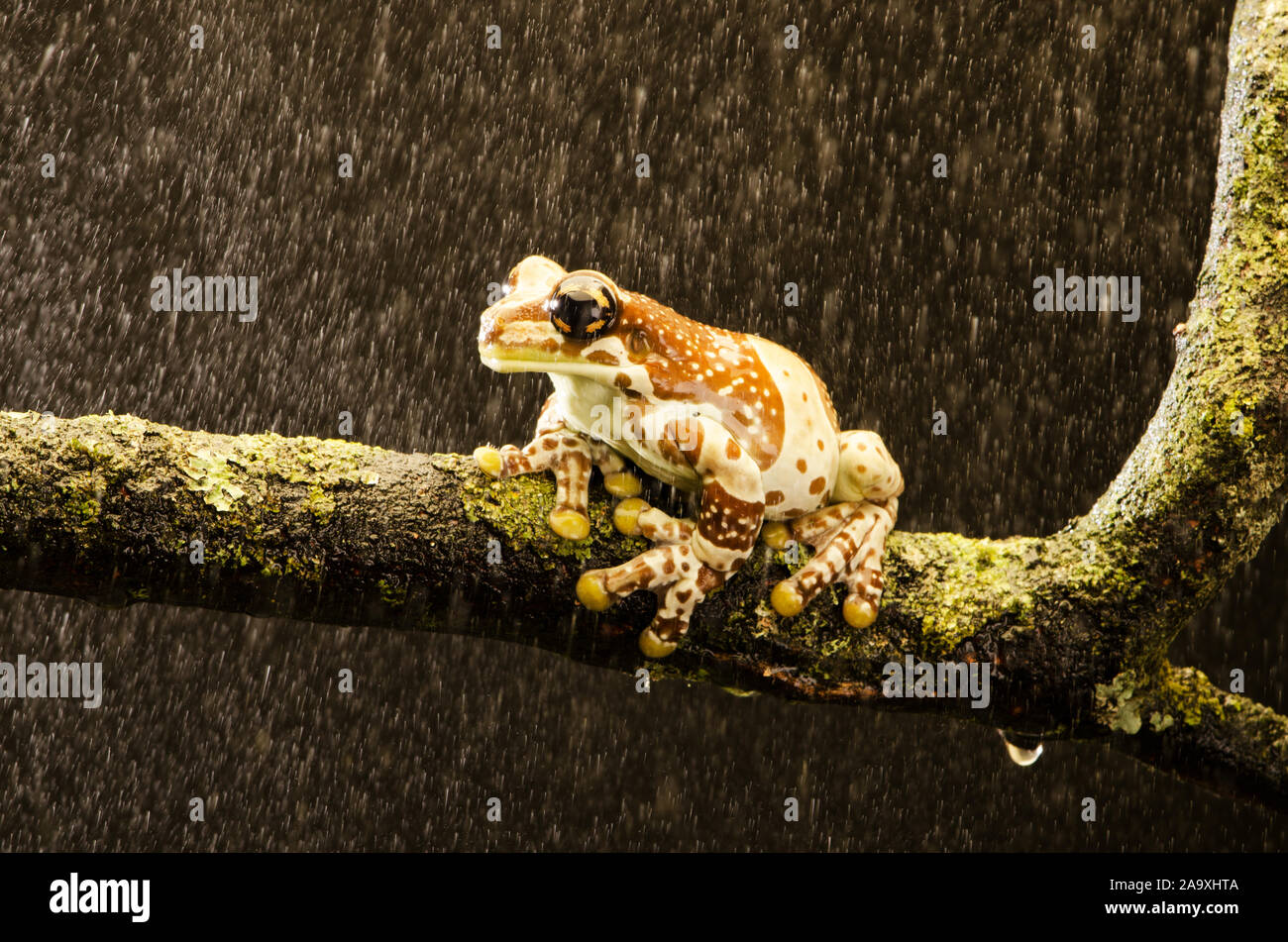 Amazon Milk Frog Adult (Trachycephalus resinifictrix Stock Photo Alamy