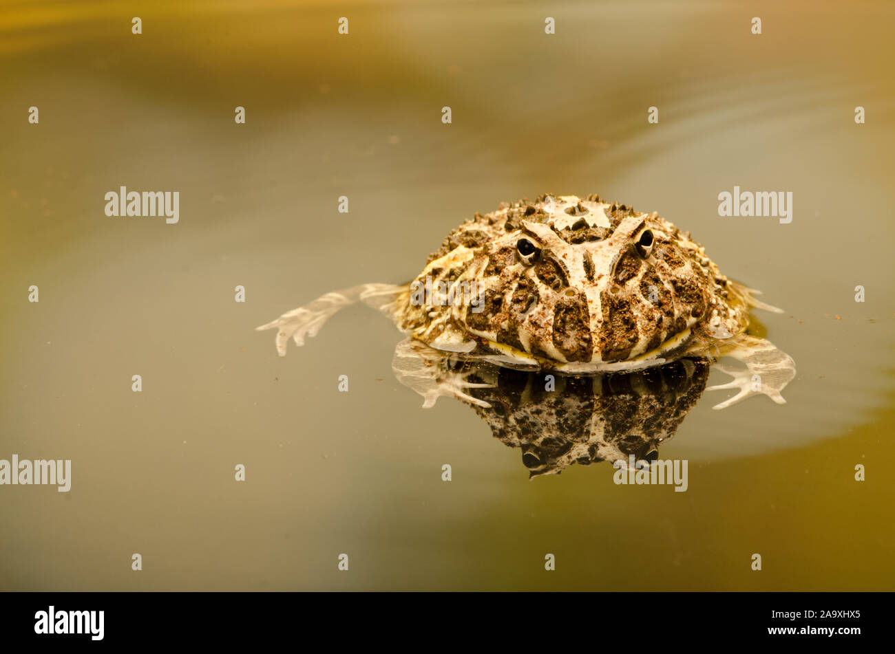 Argentine Ornate Horned Frog (Ceratophrys ornate) Stock Photo