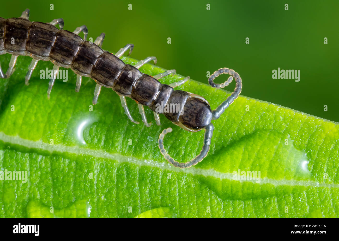 Macro Photography of Little Centipede is Climbing on Green Leaf Stock