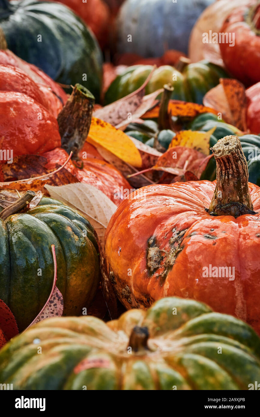 Various variety varieties hi-res stock photography and images - Alamy