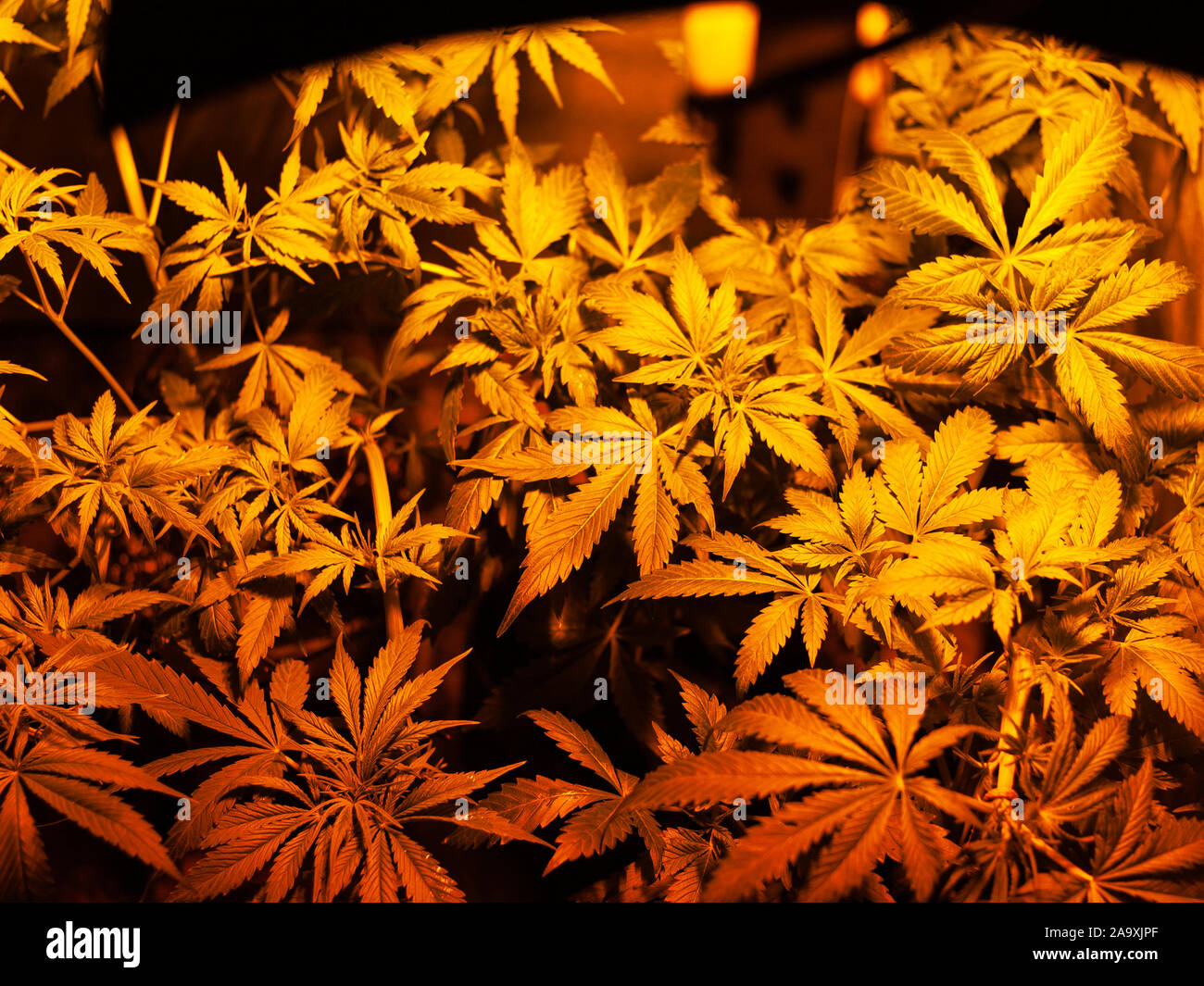 Weed growing at home hires stock photography and images Alamy