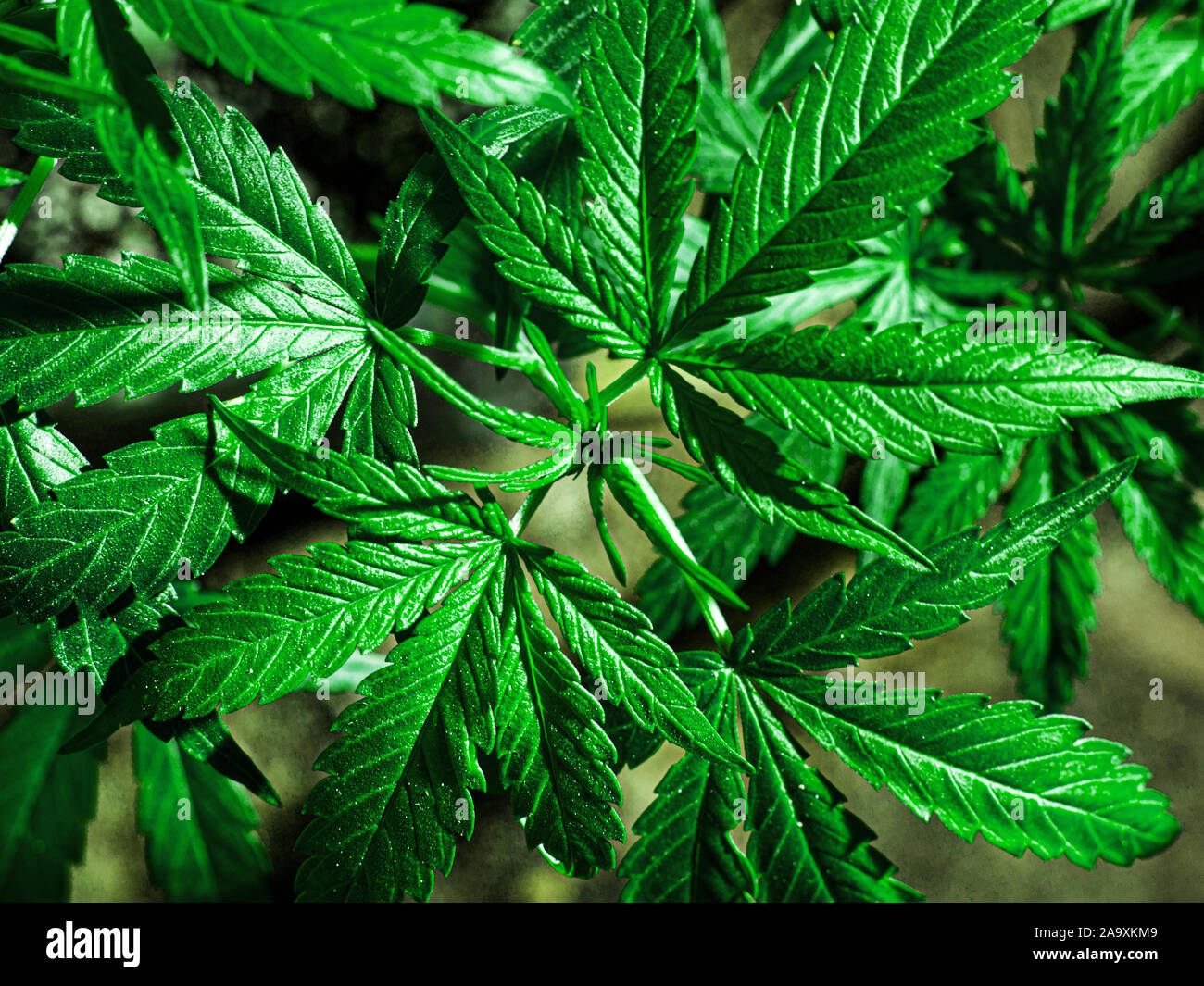 dark green cannabis leaves closeup.medical marijuana plant Stock Photo