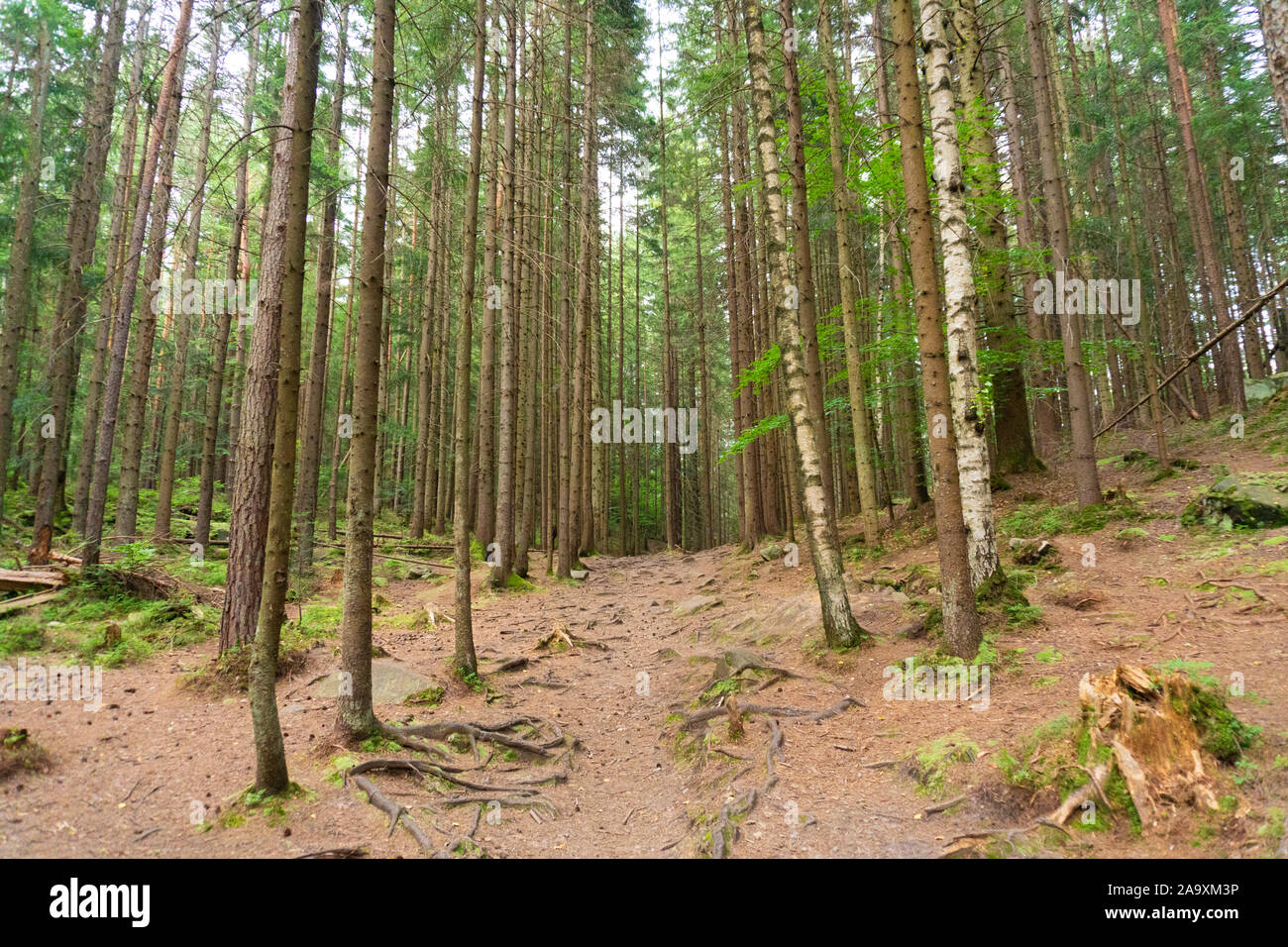 Calm and peaceful nature view in pine forest Stock Photo