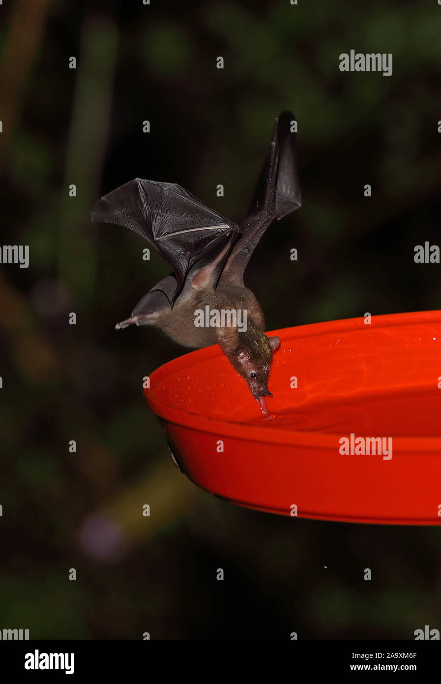 Geoffroy's Tailless Bat (Anoura geoffroyi) adult feeding from