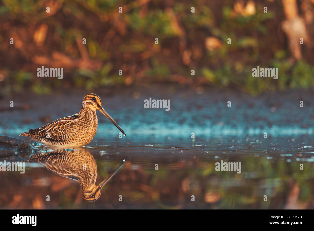 snipe stands in shallow water in the morning fog Stock Photo