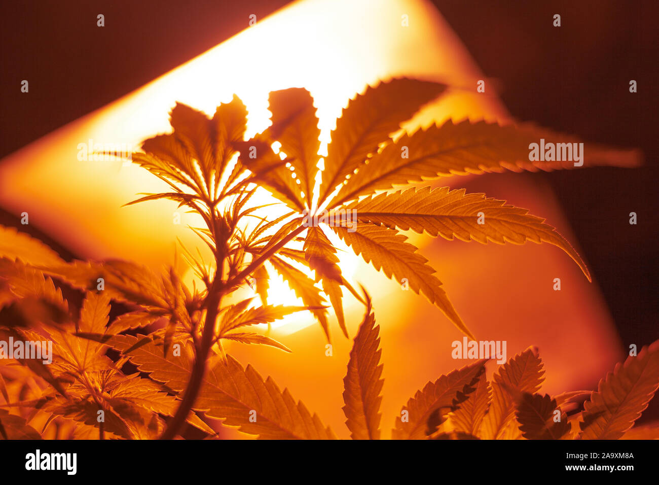 artificial lighting for growing and cultivating indoor medical cannabis