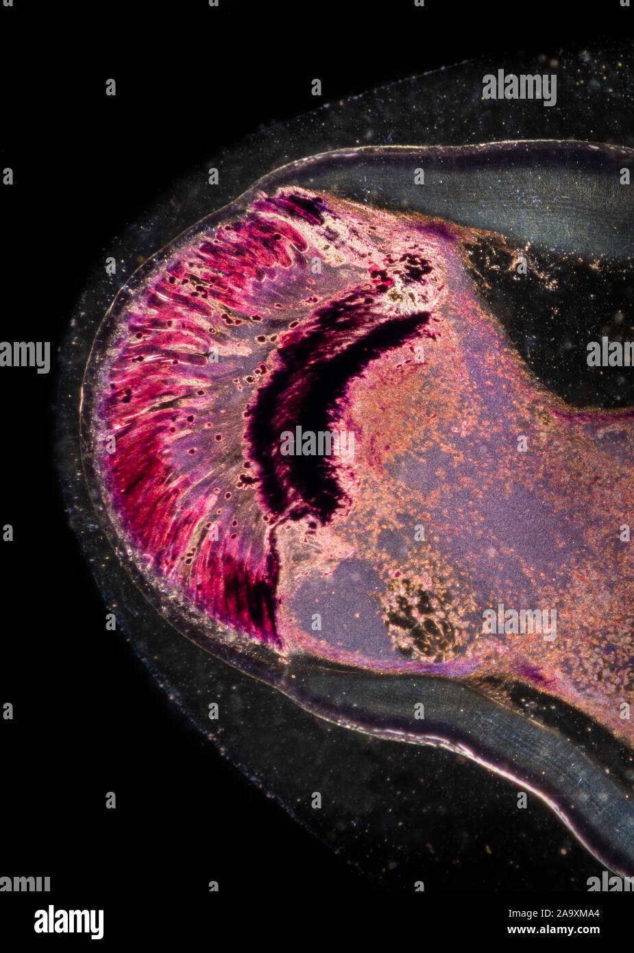 Crayfish eye section VS, darkfield photomicrograph Stock Photo