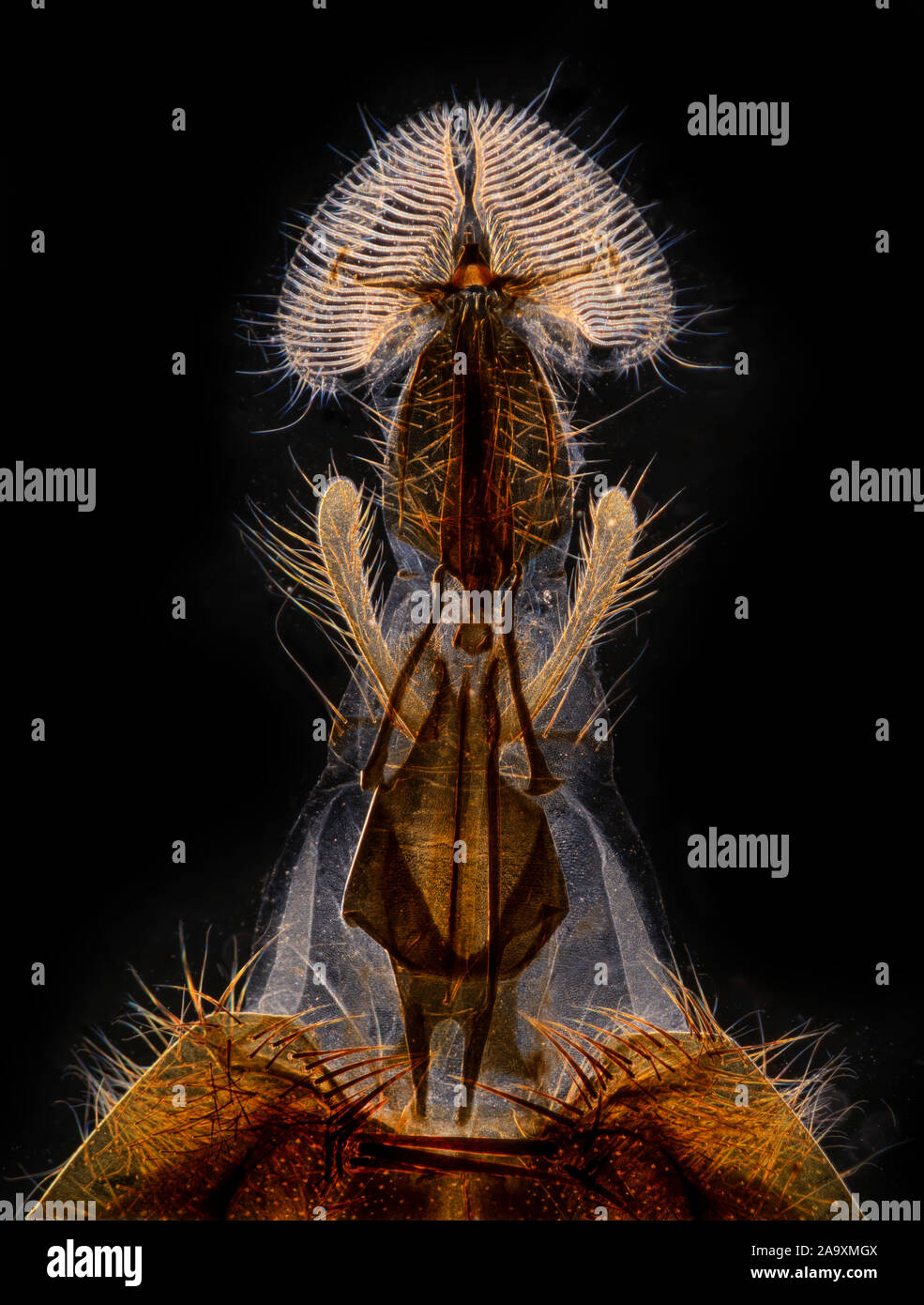 Darkfield photomicrograph, blowfly proboscis, tongue, mouth parts. A classic micro slide subject for the Victorian microscopist, Stock Photo