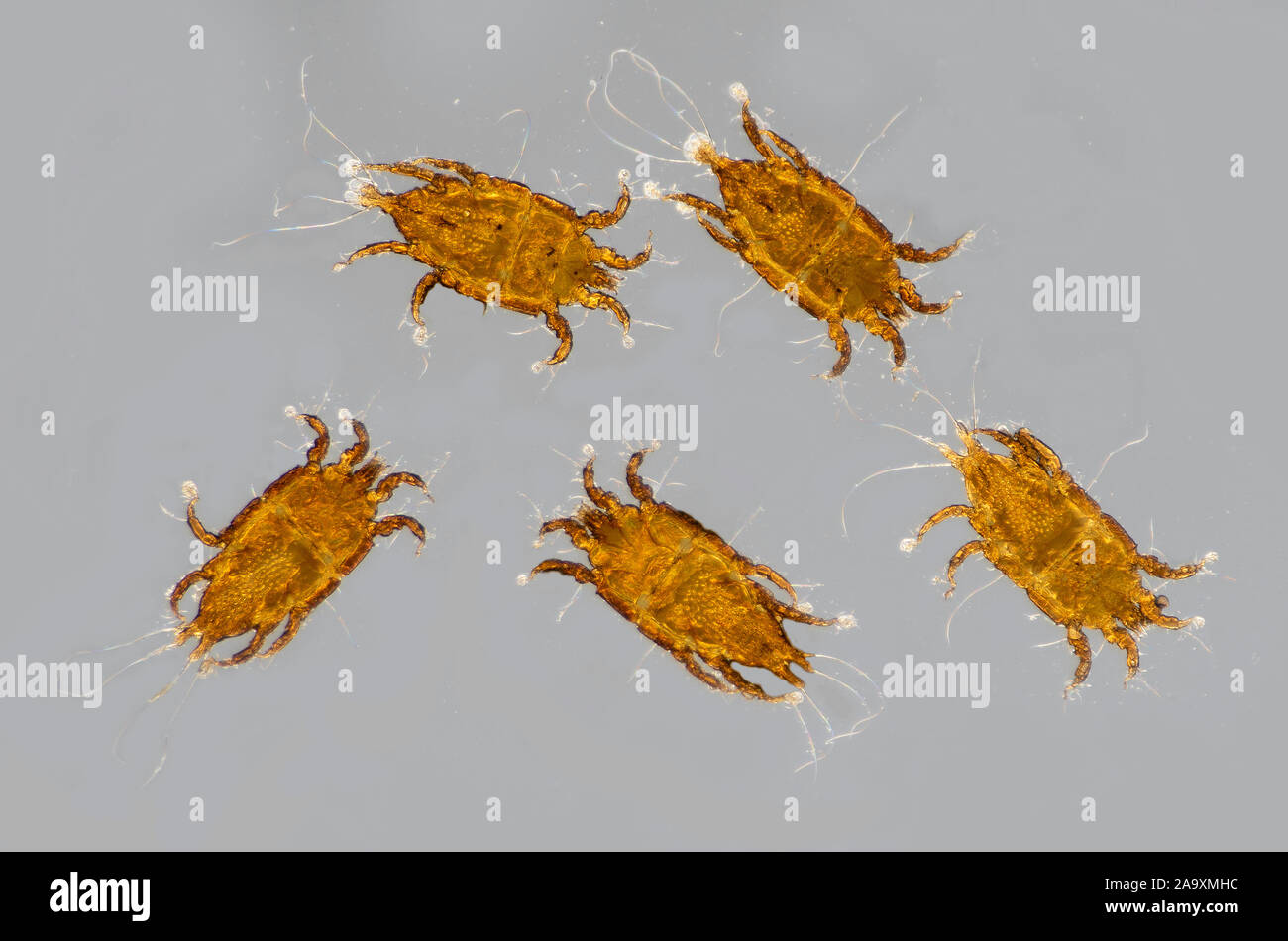 Acari bird mites, male & female Stock Photo