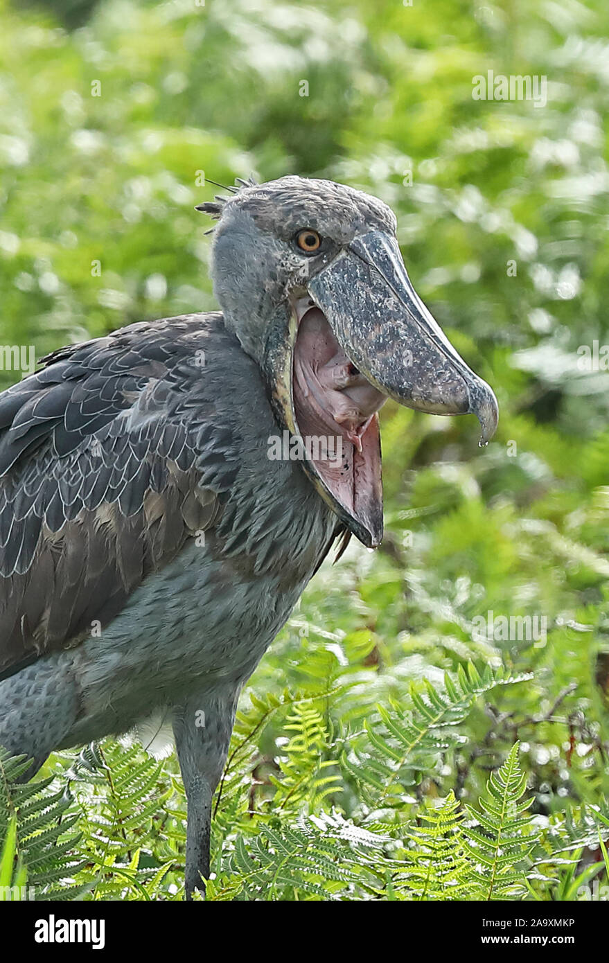 Shoebill (Balaeniceps rex) close up of adult yawning Mabamba