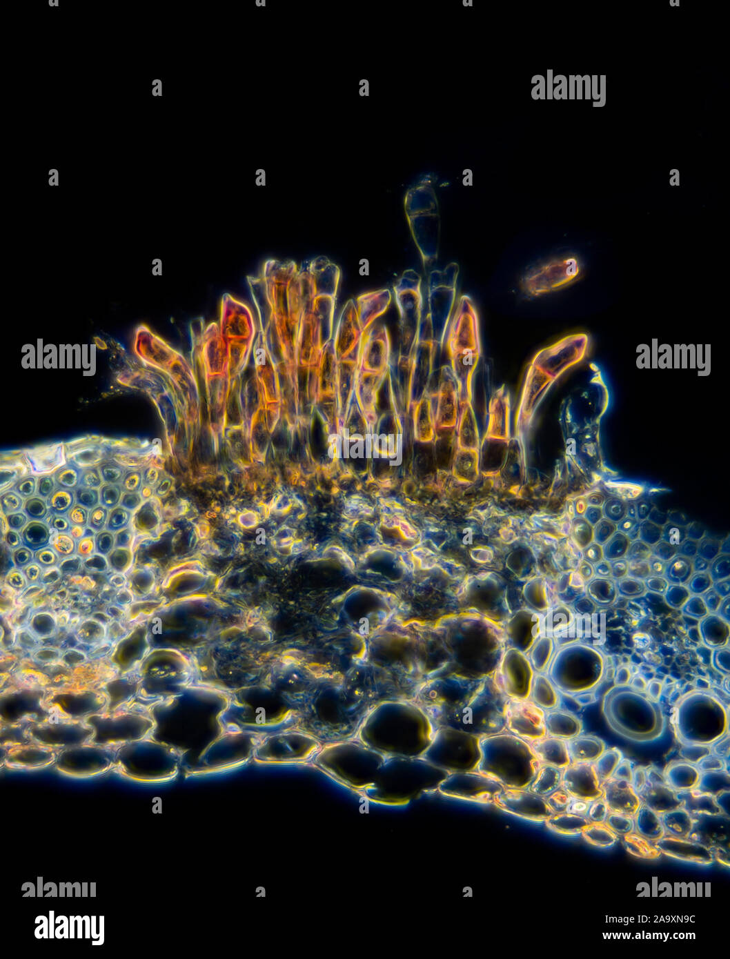 Fungi, Puccinia graminis, teleutospores in wheat stem, TS, Darkfield photomicrograph Stock Photo