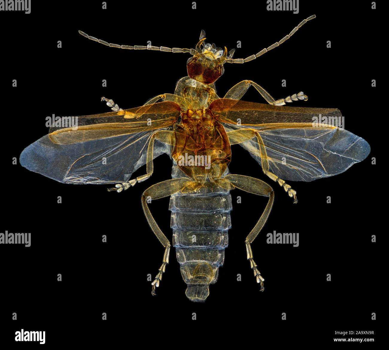 Soldier beetle, Cantharis livida, darkfield photomicrograph Stock Photo