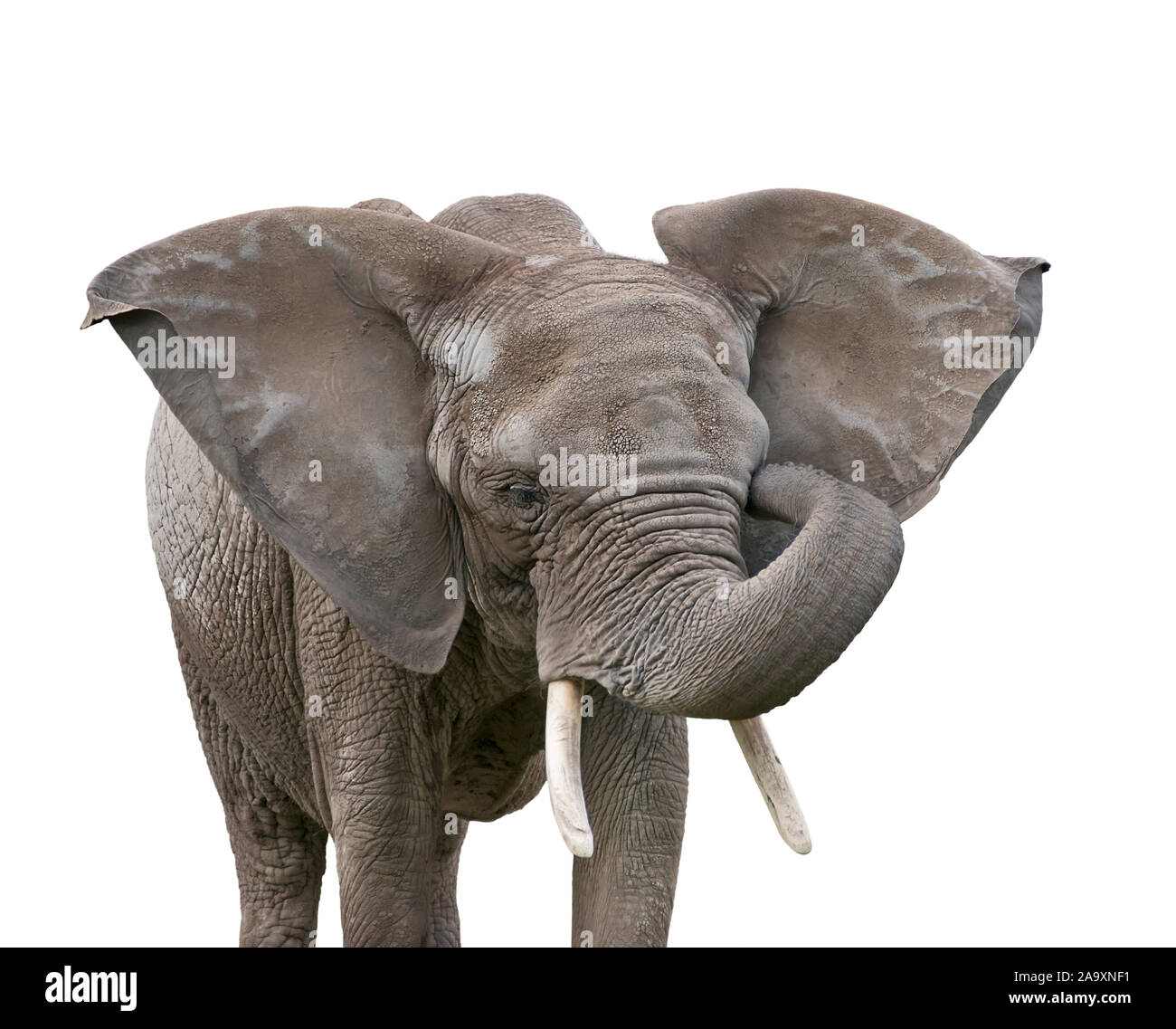 Large African Elephant isolated on white background Stock Photo - Alamy