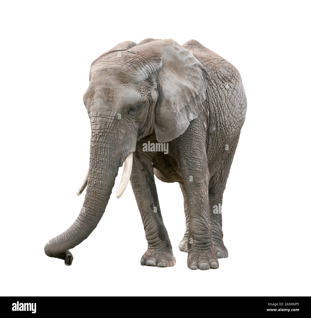 African Elephant isolated on white background Stock Photo - Alamy