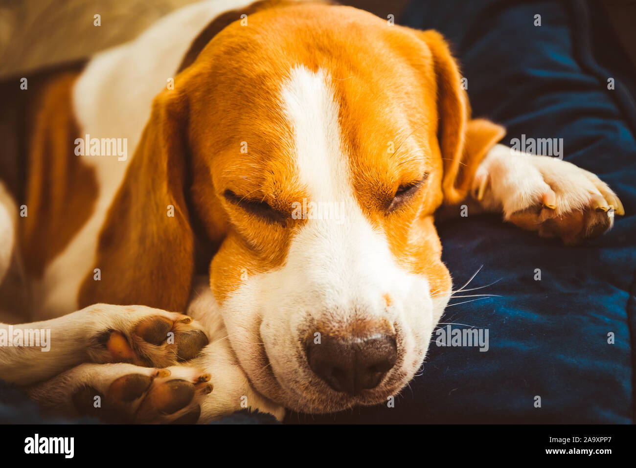 Adorable Beagle dog sleeping on couch. Canine background. Lazy rainy