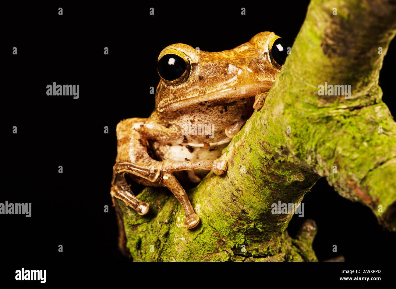 Rough Frilled Tree Frog (Rhacophorus appendiculatus Stock Photo Alamy