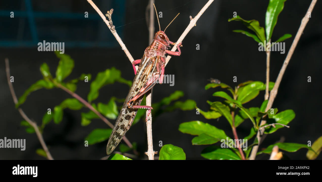 close up of a desert locust in pink color sitting on a branch of a tree. Stock Photo