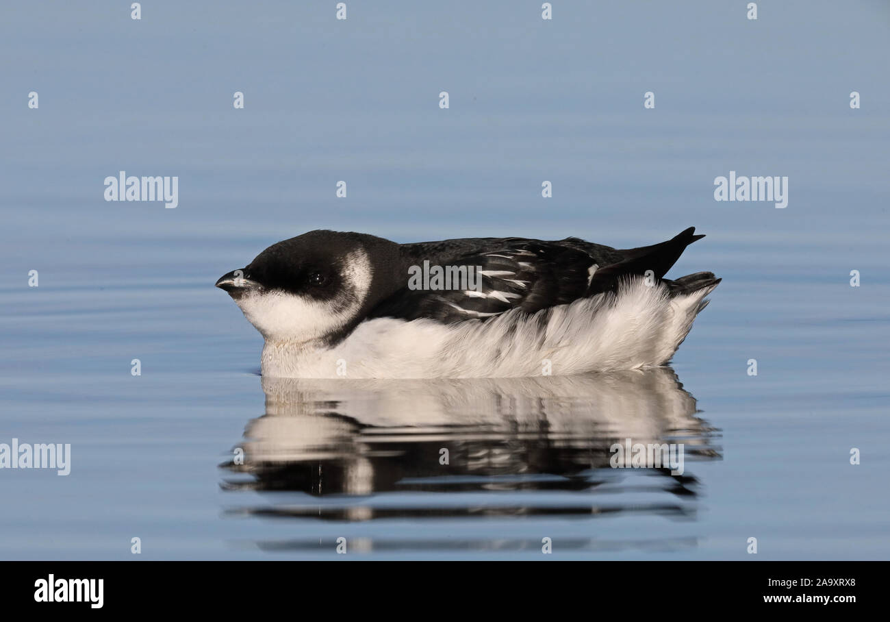 Little Auk, Dovekie, Alle alle, swimming, close up Stock Photo