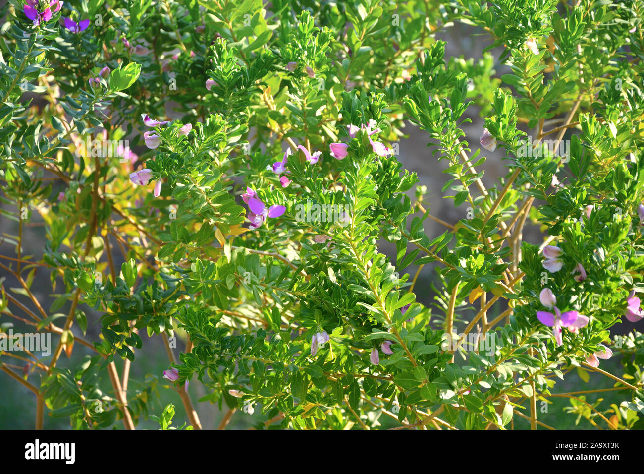 Little lovely lilac flowers on the green tree Stock Photo Alamy