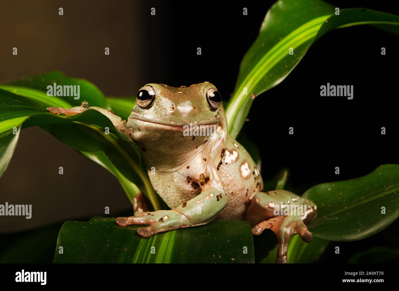 White's Tree Frog (Litoria caerulea) Stock Photo