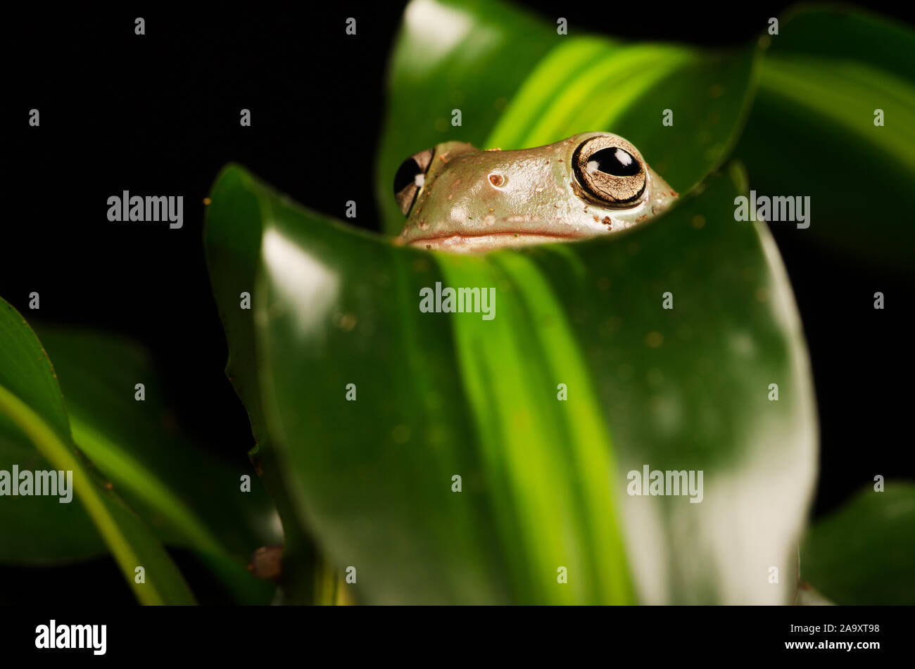 White's Tree Frog (Litoria caerulea Stock Photo - Alamy