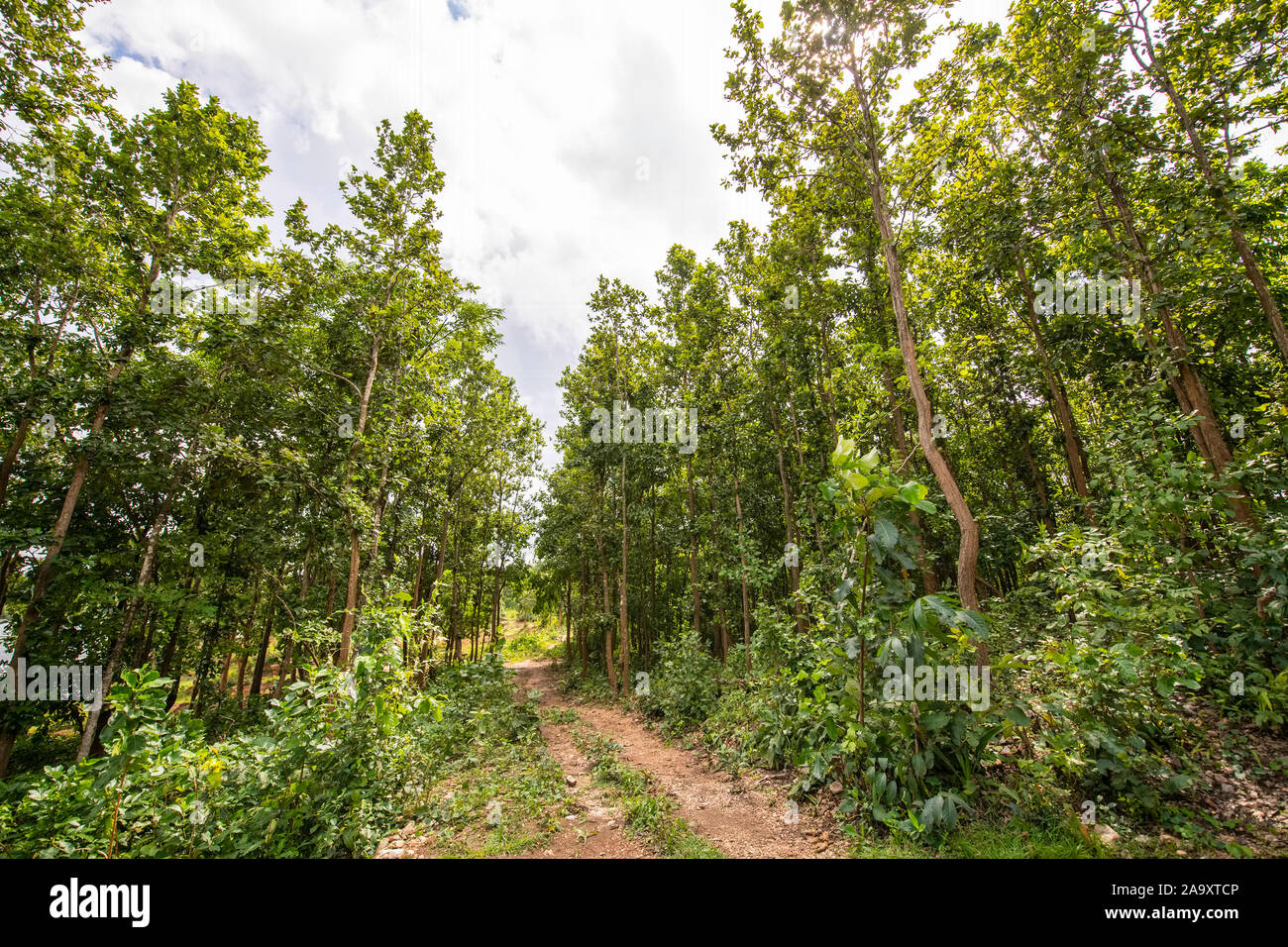 Jungle,path,of,Sal trees,Belpahari,Jhargram,West Bengal,India Stock ...