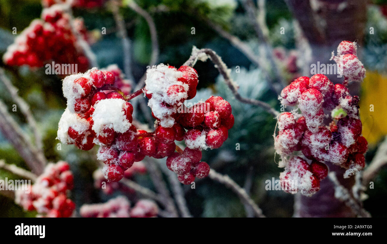 Decoration of a berry covered with artificial snow Stock Photo